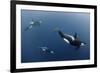 Three Killer Whales - Orcas (Orcinus Orca) Underwater, Kristiansund, Nordm?re, Norway, February-Aukan-Framed Photographic Print