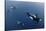 Three Killer Whales - Orcas (Orcinus Orca) Underwater, Kristiansund, Nordm?re, Norway, February-Aukan-Stretched Canvas