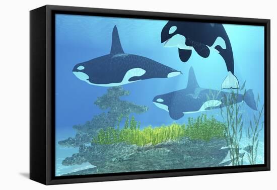 Three Killer Whales Pass over a Reef on a Journey to Find their Next Prey-Stocktrek Images-Framed Stretched Canvas