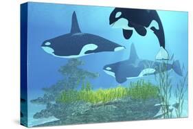 Three Killer Whales Pass over a Reef on a Journey to Find their Next Prey-Stocktrek Images-Stretched Canvas