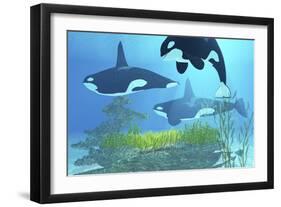 Three Killer Whales Pass over a Reef on a Journey to Find their Next Prey-Stocktrek Images-Framed Art Print