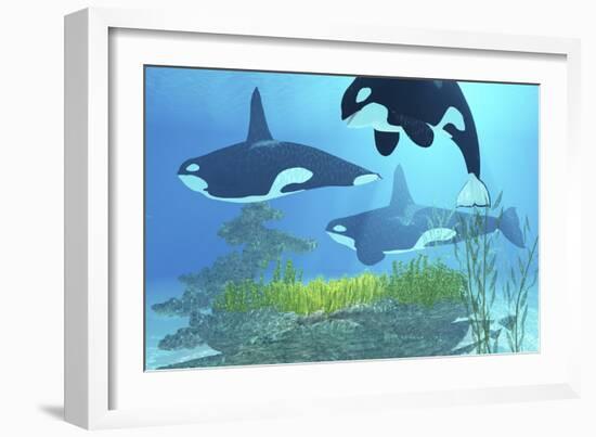 Three Killer Whales Pass over a Reef on a Journey to Find their Next Prey-Stocktrek Images-Framed Art Print