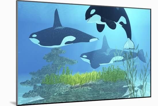 Three Killer Whales Pass over a Reef on a Journey to Find their Next Prey-Stocktrek Images-Mounted Art Print