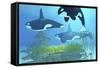 Three Killer Whales Pass over a Reef on a Journey to Find their Next Prey-Stocktrek Images-Framed Stretched Canvas