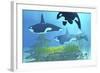 Three Killer Whales Pass over a Reef on a Journey to Find their Next Prey-Stocktrek Images-Framed Art Print