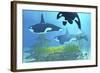 Three Killer Whales Pass over a Reef on a Journey to Find their Next Prey-Stocktrek Images-Framed Art Print