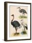 Three Kinds of Bird-null-Framed Art Print