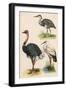 Three Kinds of Bird-null-Framed Art Print