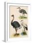 Three Kinds of Bird-null-Framed Art Print