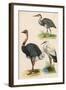 Three Kinds of Bird-null-Framed Art Print