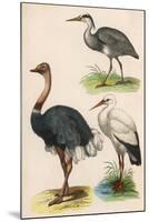 Three Kinds of Bird-null-Mounted Art Print