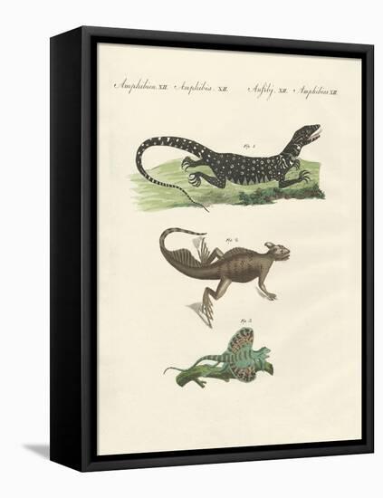 Three Kinds of Strange Lizards-null-Framed Stretched Canvas