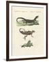 Three Kinds of Strange Lizards-null-Framed Giclee Print