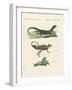 Three Kinds of Strange Lizards-null-Framed Giclee Print