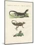 Three Kinds of Strange Lizards-null-Mounted Giclee Print