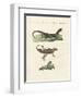 Three Kinds of Strange Lizards-null-Framed Giclee Print