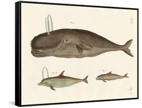 Three Kinds of Whales-null-Framed Stretched Canvas