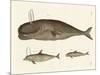 Three Kinds of Whales-null-Mounted Giclee Print