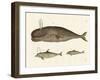 Three Kinds of Whales-null-Framed Giclee Print