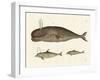 Three Kinds of Whales-null-Framed Giclee Print