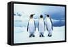 Three King Penguins-Joel Simon-Framed Stretched Canvas