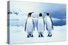 Three King Penguins-Joel Simon-Stretched Canvas