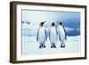 Three King Penguins-Joel Simon-Framed Photographic Print