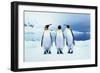 Three King Penguins-Joel Simon-Framed Photographic Print