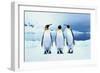 Three King Penguins-Joel Simon-Framed Photographic Print