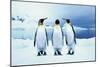 Three King Penguins-Joel Simon-Mounted Photographic Print