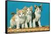 Three Kittens on a Basket-null-Framed Stretched Canvas