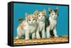 Three Kittens on a Basket-null-Framed Stretched Canvas