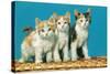Three Kittens on a Basket-null-Stretched Canvas