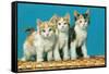 Three Kittens on a Basket-null-Framed Stretched Canvas