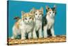 Three Kittens on a Basket-null-Stretched Canvas