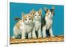 Three Kittens on a Basket-null-Framed Art Print