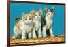 Three Kittens on a Basket-null-Framed Art Print