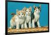 Three Kittens on a Basket-null-Framed Art Print