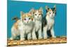 Three Kittens on a Basket-null-Mounted Premium Giclee Print
