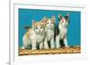 Three Kittens on a Basket-null-Framed Art Print