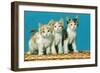 Three Kittens on a Basket-null-Framed Art Print