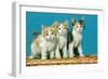 Three Kittens on a Basket-null-Framed Art Print