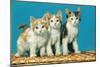 Three Kittens on a Basket-null-Mounted Art Print