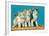 Three Kittens on a Basket-null-Framed Art Print