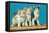 Three Kittens on a Basket-null-Framed Stretched Canvas