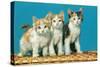 Three Kittens on a Basket-null-Stretched Canvas