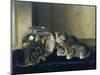 Three Kittens Watching Goldfish-Horatio Henry Couldery-Mounted Giclee Print