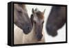 Three Konik Wild Horses (Equus Ferus Caballus). The Netherlands, November-Edwin Giesbers-Framed Stretched Canvas