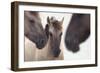 Three Konik Wild Horses (Equus Ferus Caballus). The Netherlands, November-Edwin Giesbers-Framed Photographic Print