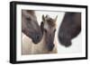 Three Konik Wild Horses (Equus Ferus Caballus). The Netherlands, November-Edwin Giesbers-Framed Photographic Print